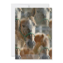 Just Appaloosa Invitation