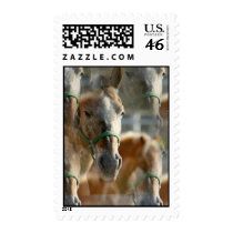 Just Appaloosa Postage Stamp
