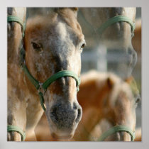 Just Appaloosa Poster Print