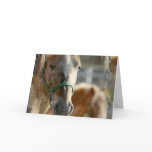 Just Appaloosas Greeting Card