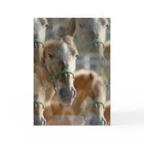 Just Appaloosas Greeting Card
