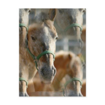 Just Appaloosas Postcard