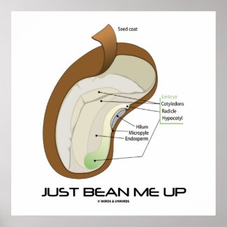 Just Bean Me Up (Bean Diagram) Posters
