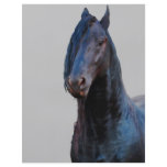Just being a horse flyers