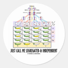 Just Call Me Segregated and Independent (Dihybrid) Round Stickers