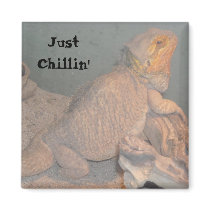 Just Chillin' - Bearded Dragon Magnets