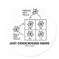 Just Crisscrossed Inside (Punnett Square Attitude) Stickers