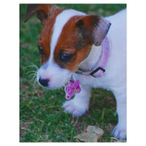 Just Cute flyers by laureenr Just Cute flyers