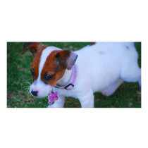 Just Cute photo cards by laureenr Just Cute photo cards