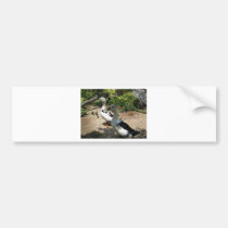 Just Ducky! bumper stickers