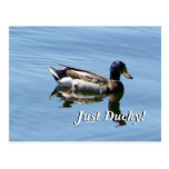 Just Ducky! Post Cards