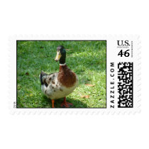 just ducky postage