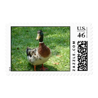just ducky stamp by Designs_by_Tina