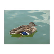 Just ducky... postcards
