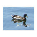 Just Ducky! postcards by codfishlady Just Ducky! postcards