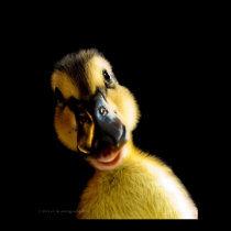 Just Ducky posters
