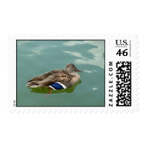 just ducky stamp