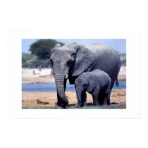 JUST ELEPHANTS posters