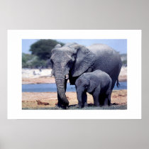 JUST ELEPHANTS POSTERS