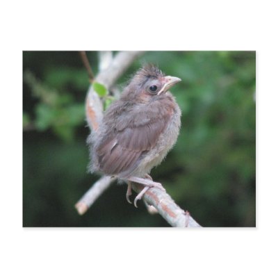 Just Fledged Postcard by naturegirl7