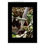 Just Hangin' Around Greeting Cards