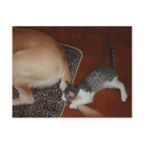 Just hangin' with my buddy. postcards by myrtieshuman Just hangin' with my buddy. postcards