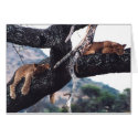"Just Hanging out" cards by HLBeach "Just Hanging out" cards