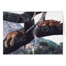 "Just Hanging out" Cards