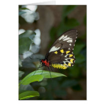 Just Landed cards by niagaragirl Just Landed cards