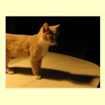 Just Me and My Shadow Cat Postcard postcards