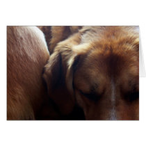 Just Napping cards