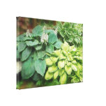 Just One More Hosta! Stretched Canvas Print