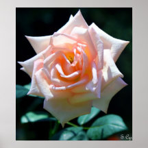 Just Peachy Poster