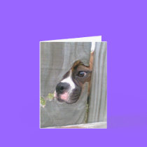Just Peeking In cards by DonnaSK Just Peeking In cards