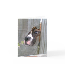 Just Peeking In Greeting Cards