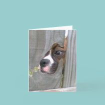 Just Peeking In cards by DonnaSK Just Peeking In cards