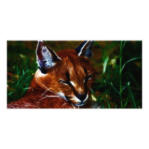 Just So Relaxed Photo Cards