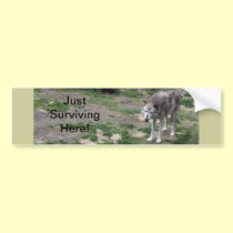 Just Surviving Here Wolf Bumper Sticker bumper stickers