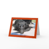 Just to Say HI! cards by pelliott Just to Say HI! cards