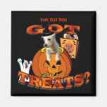 Just Too Cute Westie Puppy, Peeking Out of Pumpkin Magnets