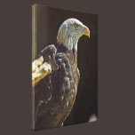 Juvenile American Bald Eagle canvas prints