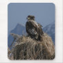 Juvenile Bald Eagle by the Shore Use Pads