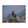 Juvenile Bald Eagle by the Shore Post Card