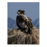 Juvenile Bald Eagle by the Shore Postcards
