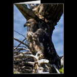 Juvenile Bald Eagle - Cards cards