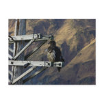 Juvenile Bald Eagle on WWII Telephone Pole Post Cards