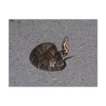 Juvenile Cottonmouth Snake postcards by eaglelady1 Juvenile Cottonmouth Snake postcards