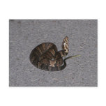 Juvenile Cottonmouth Snake Post Cards