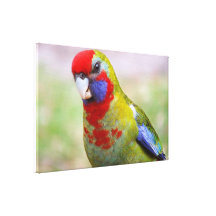 Juvenile Crimson Rosella Canvas Print