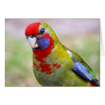 Juvenile Crimson Rosella Greeting Card